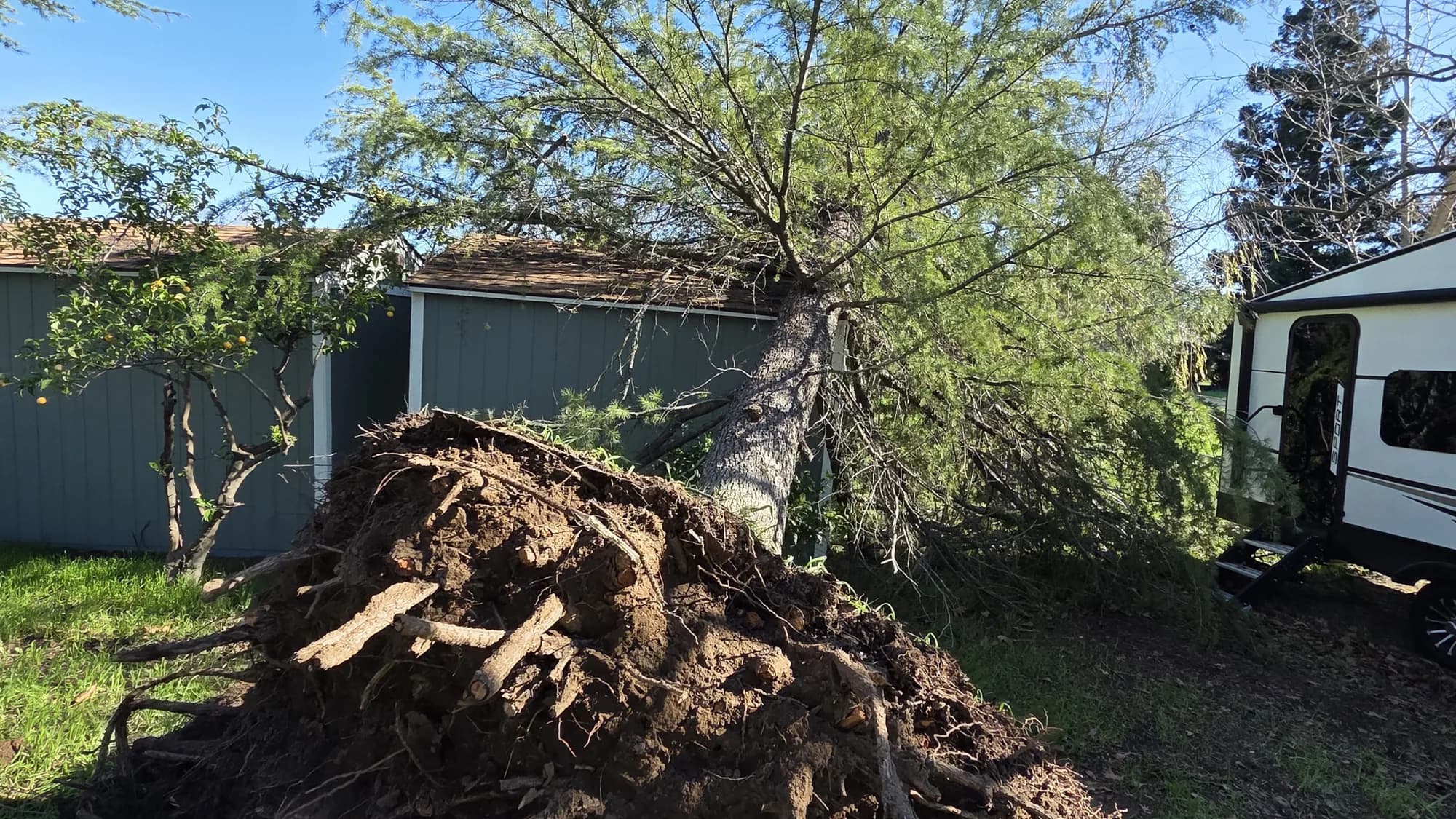 Wind-thrown tree resting on a backyard shed, root plate lifted out of the ground