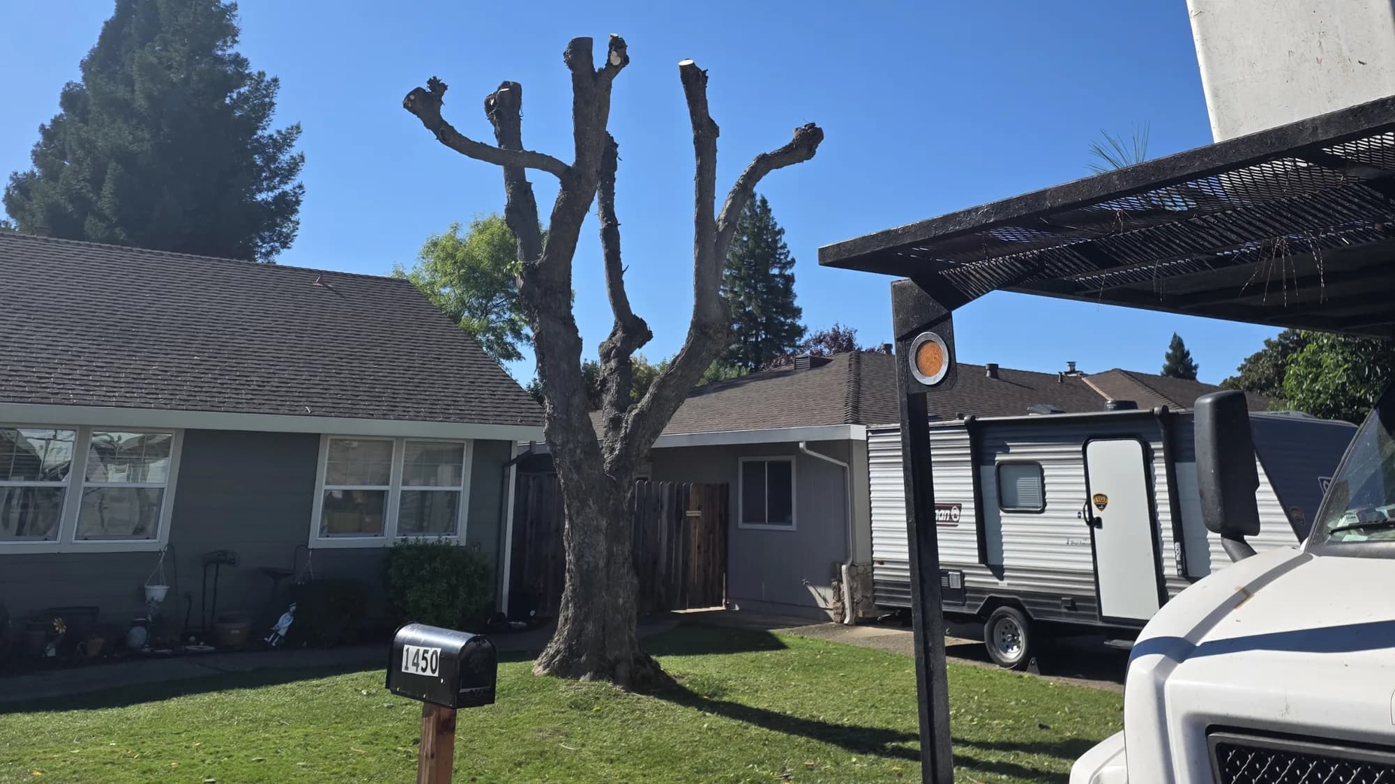 Front-yard tree cut back to its main leaders during a heavy reduction