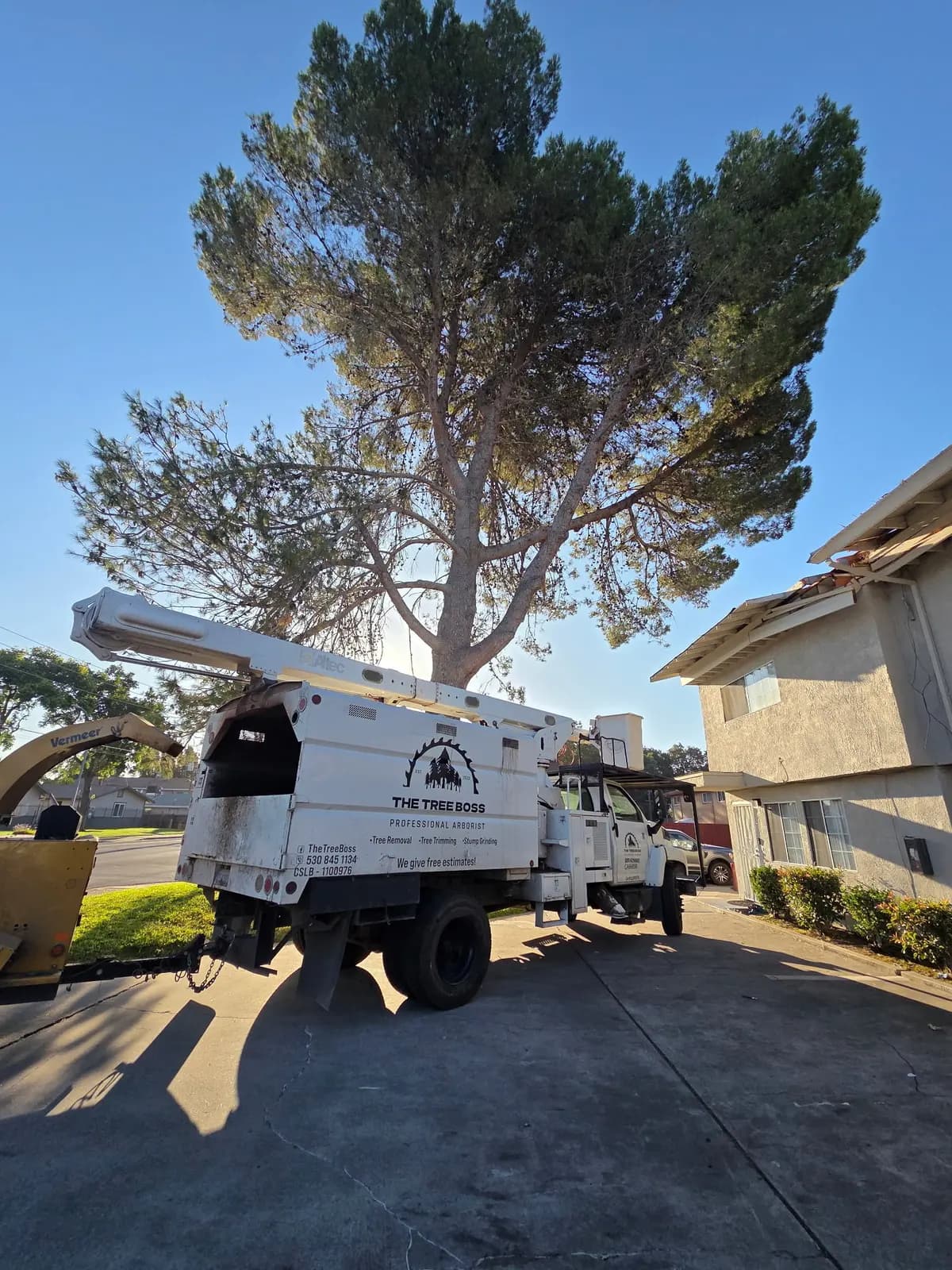 Tree Boss bucket truck and chipper parked in a driveway below a mature pine